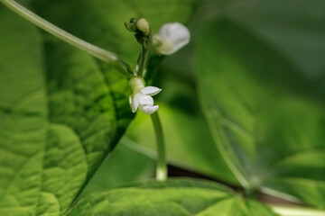 flowering green bean plant in the garden