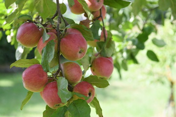 apples on a tree