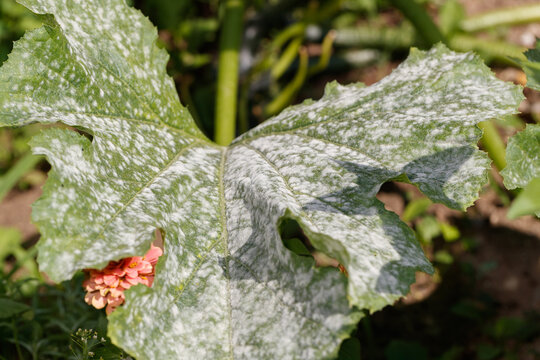 mold on zucchini leaf, zucchini infected with disease