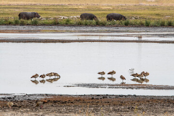 hippos by the river on the background of green meadows in the national park 