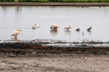 beautiful birds of africa with an unusual coloring in natural conditions