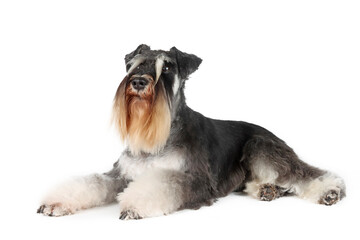 miniature schnauzer terrier isolated on white background