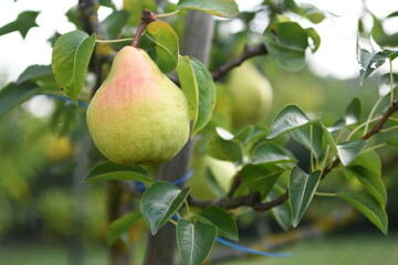 pear on tree