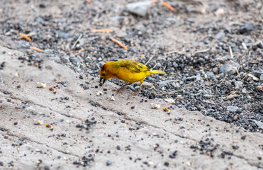 beautiful birds of africa with an unusual coloring in natural conditions