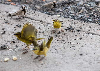 beautiful birds of africa with an unusual coloring in natural conditions