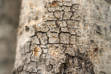 Close-up and cracked bark of hardwood tree. Nature, background and textured photo. Partial focus at the surface.