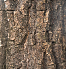 Close-up and cracked bark of hardwood tree. Nature, background and textured photo. Partial focus at the surface.