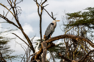 beautiful birds of africa with an unusual coloring in natural conditions