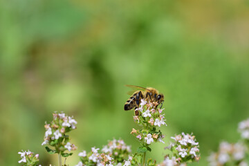 A small honey bee sits on the tip of a blooming marjoram plant and searches for food, against a green background