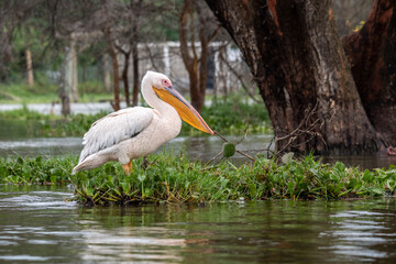 pink and white pelican among green vegetation on the lake 