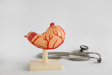 Human stomach model and stethoscope on light grey background