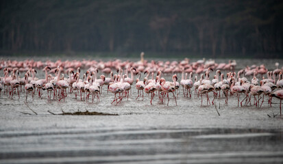 Naklejka premium pink flamingos on a shallow lake against the backdrop of greenery and blue sky 