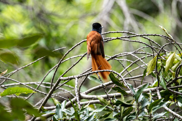 beautiful african bird in the grass near the lake in the national park 