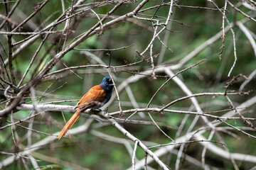 beautiful african bird in the grass near the lake in the national park 