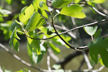 Unripe green figs among the leaves on a tree branch,blurred background