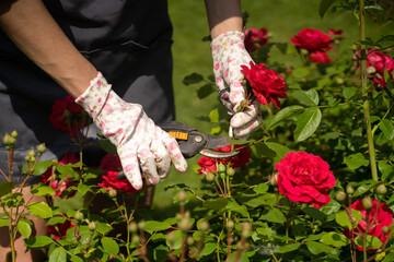 A woman is involved in gardening and farming, a gardener in a straw hat, an apron and a plaid shirt...