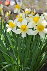 Obraz premium Daffodils in the rays of the May sun