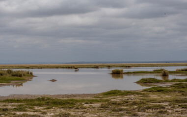 wildebeest on the background of the lake and green vegetation in the national park 