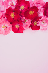Fototapeta na wymiar pink roses on a light pink background