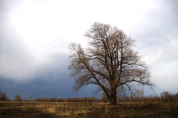 Lonely poplar in a field on a gloomy autumn day.