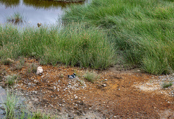 beautiful african bird in the grass near the lake in the national park 