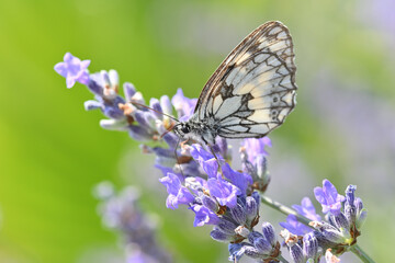 melanargia galathea