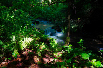 stream in the forest