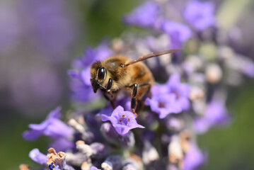 envol de l'abeille