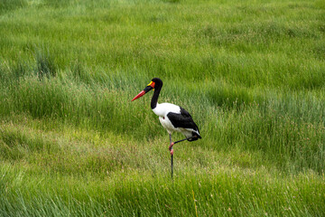 Saddle-billed stork yabiru walks on green grass 