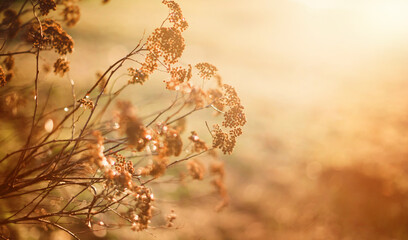 Nature autumn countryside background