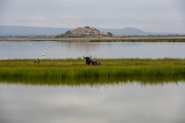 wildebeest on the background of the lake and green vegetation in the national park 