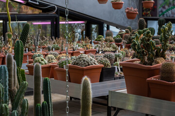 Collection of various tropical cactus and succulent plants in different pots.