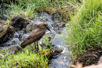 beautiful bright african birds in the national park 