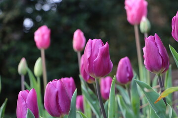 チューリップのクローズアップ