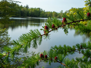 Larch over lake