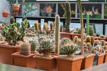 Collection of various tropical cactus and succulent plants in different pots.