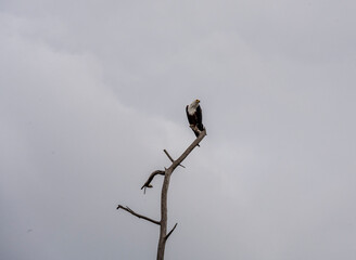 great cormorant sits on a branch dries its wings and prepares to hunt on the lake 