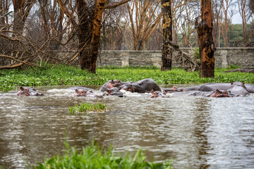 hippos in the lake near the shore waiting for dinner 