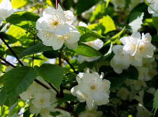 flowering bush philadelphus. White flowers.