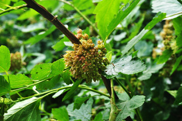 Summer. Ripe shrub seeds, close-up. Background, texture, bokeh.