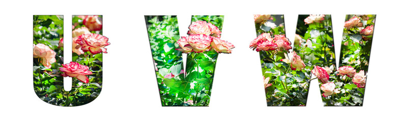The letters U, V, W are made of beautiful garden roses