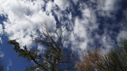 trees, clouds over the sky,  Klis, Split, Croatia