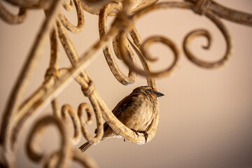 wild gray bird on the chandelier from the dining room 