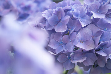 Fototapeta na wymiar 紫陽花