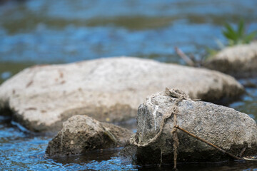 close-up white rock in stream.blurred background