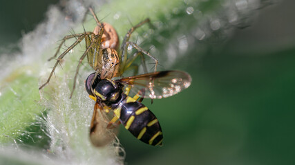 Lynx spider Oxyopes lineatus with prey in habitat.