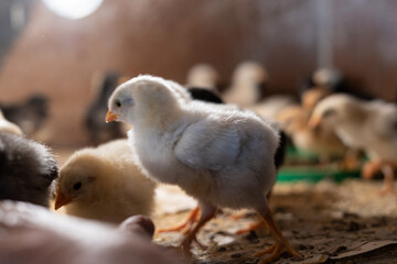 young yellow chicks in industrial breeding farm