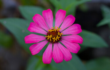 Obraz premium Zinnia pink Flower