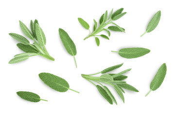 fresh sage herb isolated on white background with clipping path and full depth of field, Top view....