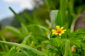 Wild yellow Zinnia angustifolia flower